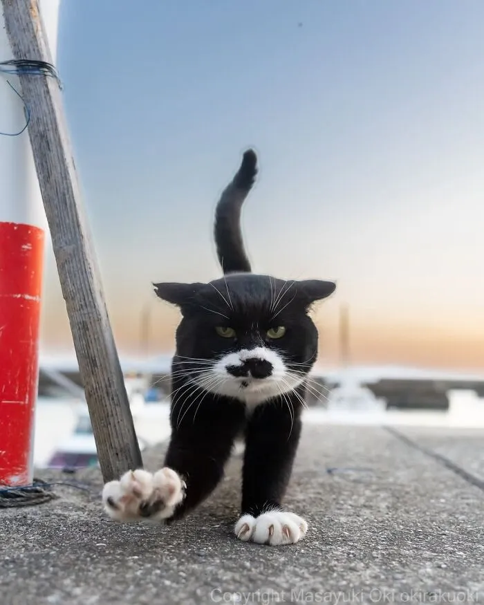 31 Remarkable Animal Encounters, As Shared By Pure Street Photography