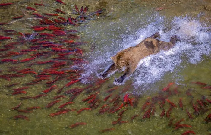 “The Catch” By Pål Hermansen