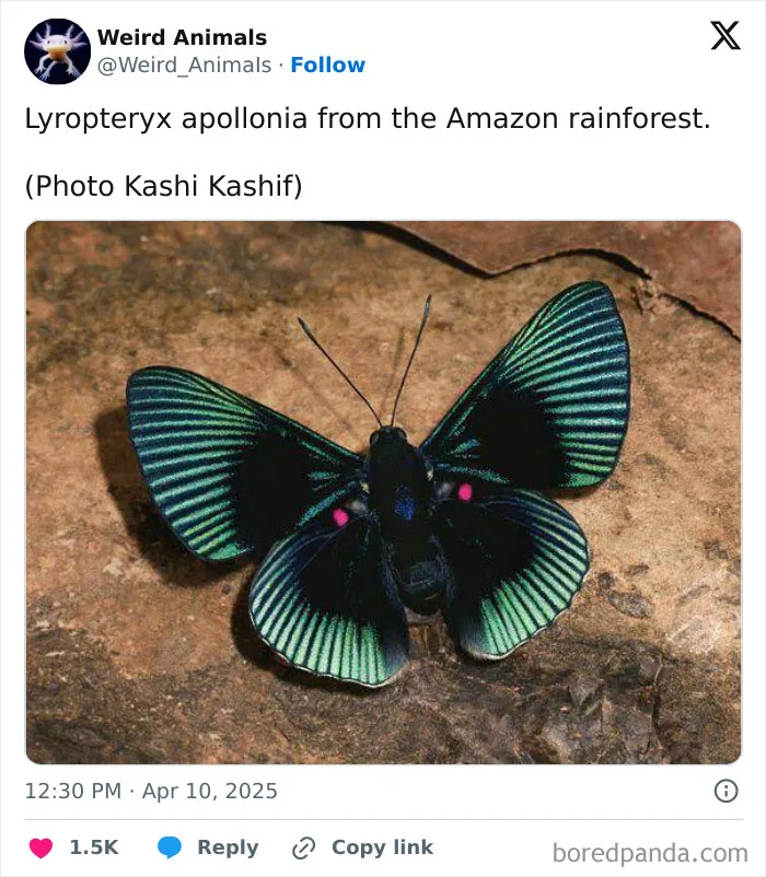105 Weird And Wonderful Animals You Might Not Know About (New Pics)
