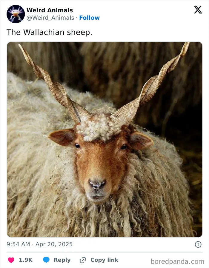 105 Weird And Wonderful Animals You Might Not Know About (New Pics)