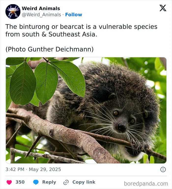 105 Weird And Wonderful Animals You Might Not Know About (New Pics)