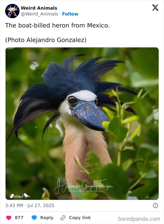 105 Weird And Wonderful Animals You Might Not Know About (New Pics)
