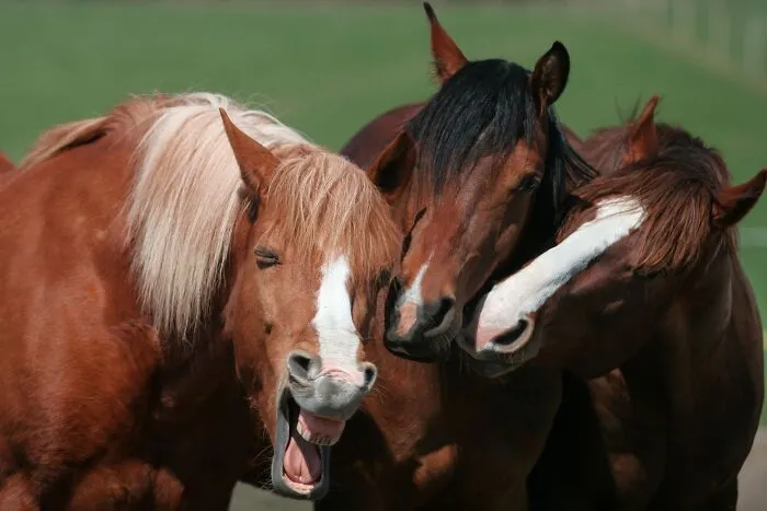 Fotografía de caballos riendo, capturando la pura comedia de animales con expresiones divertidas.