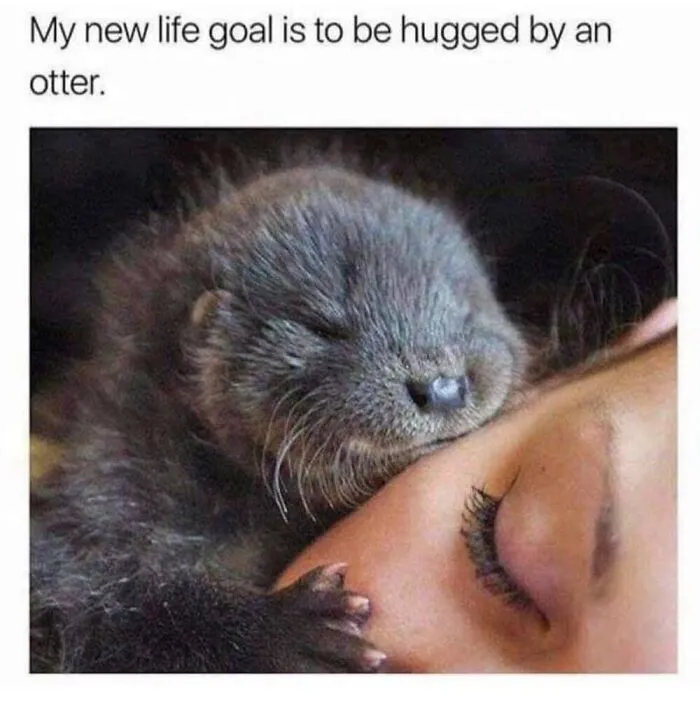 50 Memes From ‘Animal Comedy’ That Perfectly Capture The Funny Side Of Our Furry Friends