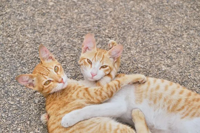 53 Pet Names That Had Everyone Saying, "Why Didn't I Think Of That?"