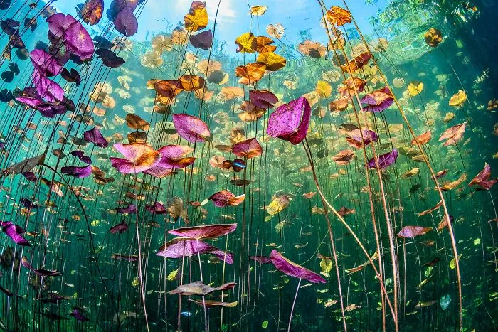 “Underwater Garden” By Ysabela Coll