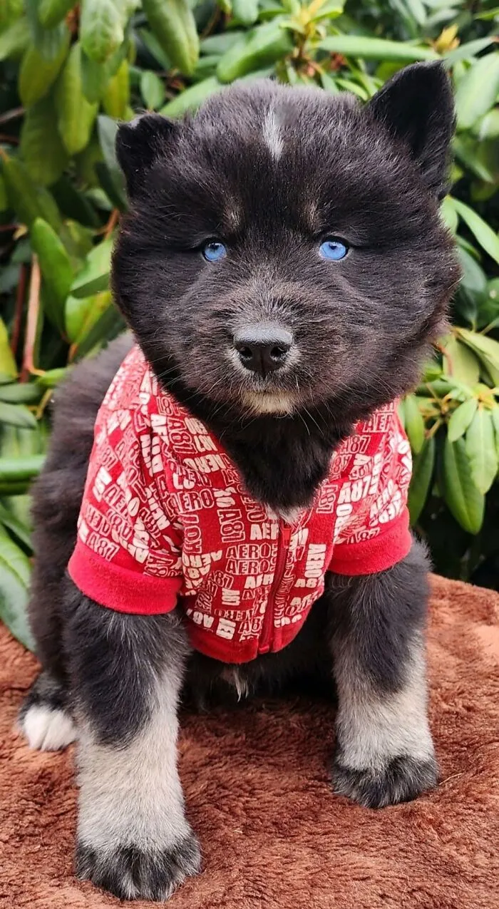 40 Hilarious And Heartwarming Dog Photos That Stole The Internet’s Heart