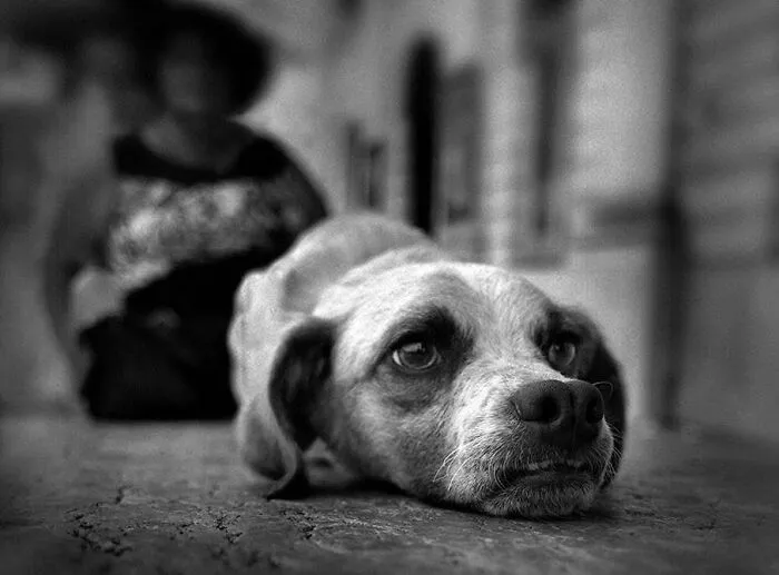 47 Perfectly Timed Candid Dog Photos By This Street Photographer