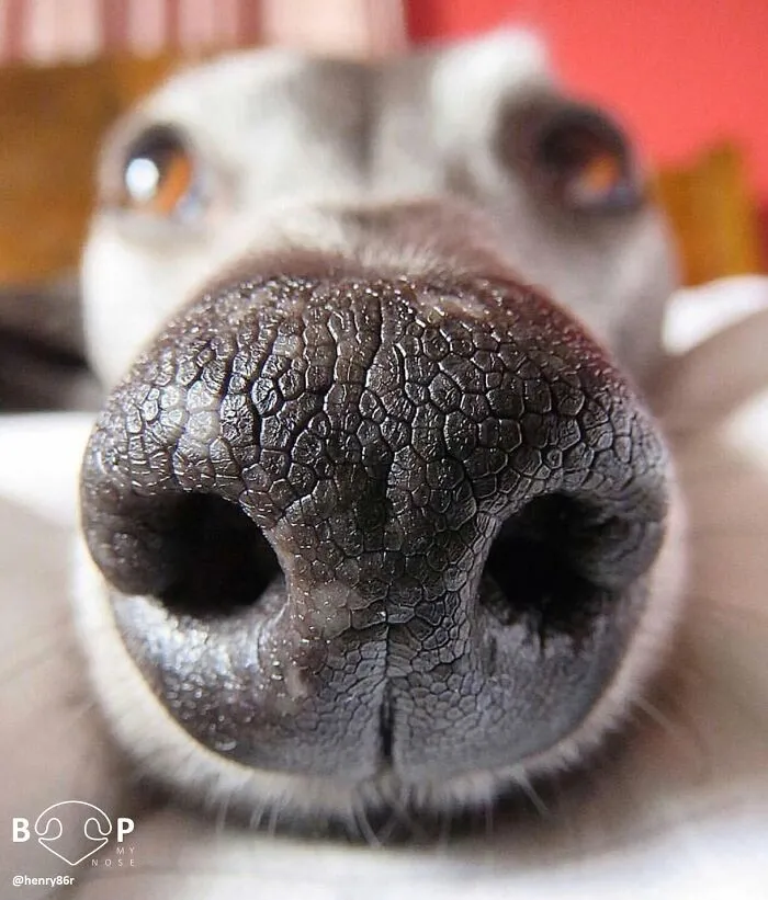 This Page Shared 60 Funny Animal Photos That Might Make You Want To Boop Every Nose