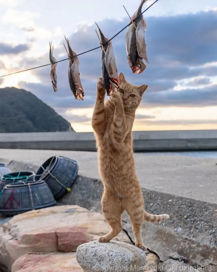 31 Remarkable Animal Encounters, As Shared By Pure Street Photography