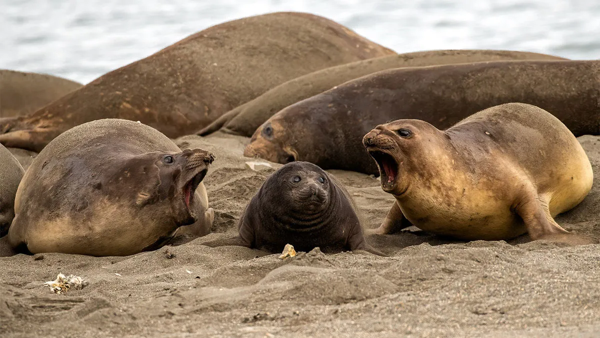 These 70 Incredible Nature Photos Have Been Shortlisted For A Prestigious Photography Award