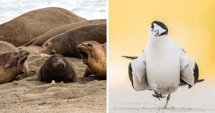 These 70 Incredible Nature Photos Have Been Shortlisted For A Prestigious Photography Award