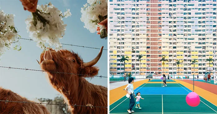 40 Winning Photos By Professionals Who Turned Color Into A Storytelling Tool