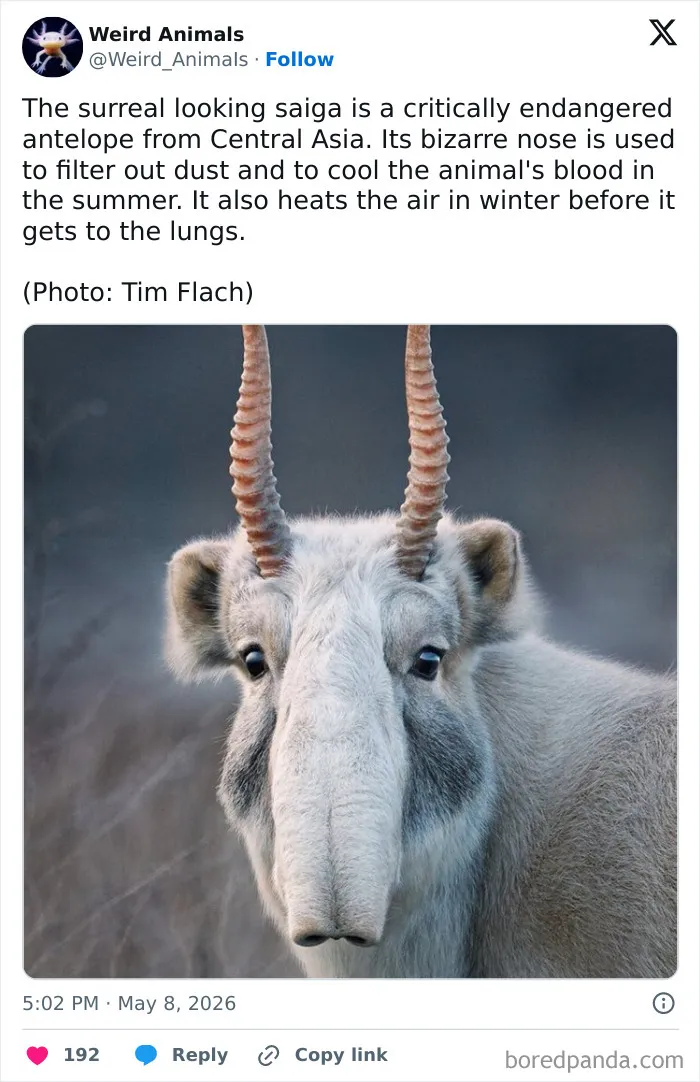 105 Weird And Wonderful Animals You Might Not Know About (New Pics)