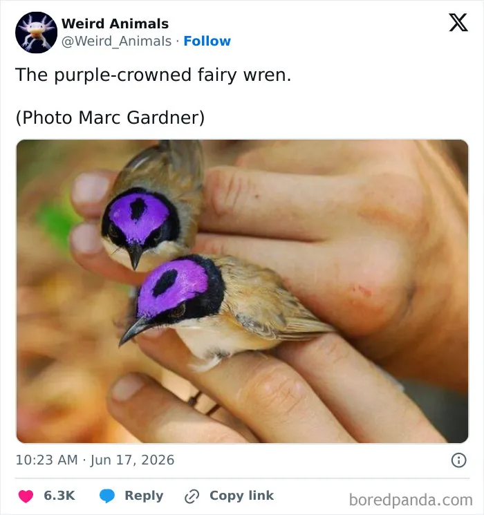 105 Weird And Wonderful Animals You Might Not Know About (New Pics)