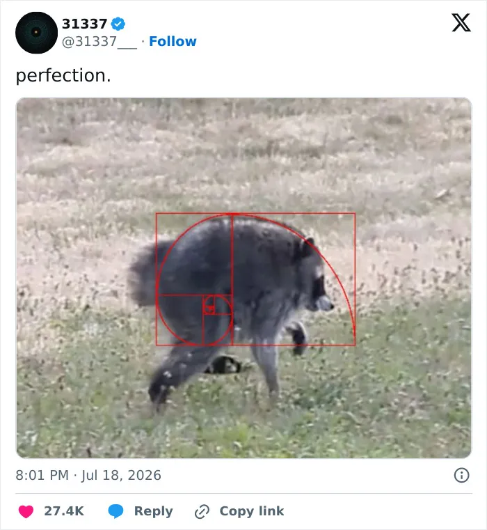 23 Memes That Capture The World's Unhinged Obsession With An Unusually Shaped Raccoon Named "Jimothy"