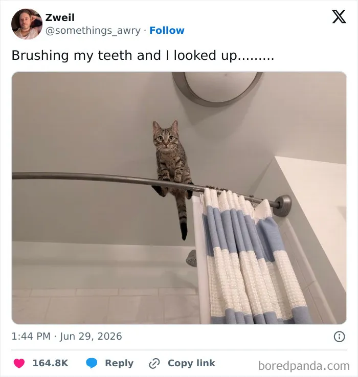 79 Hilarious Tweets That Brightened Everyone's June