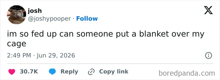 A screenshot of a funny tweet by joshypooper saying 'im so fed up can someone put a blanket over my cage'. Funnier on Twitter.