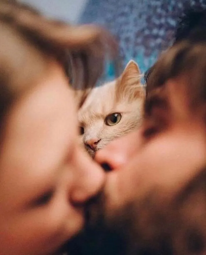31 Remarkable Animal Encounters, As Shared By Pure Street Photography