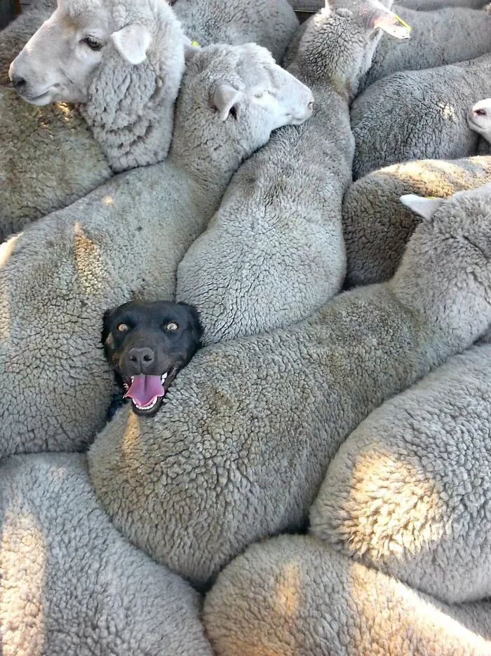 34 Personas que intentaron fotografiar a animales y terminaron con imágenes de pura comedia