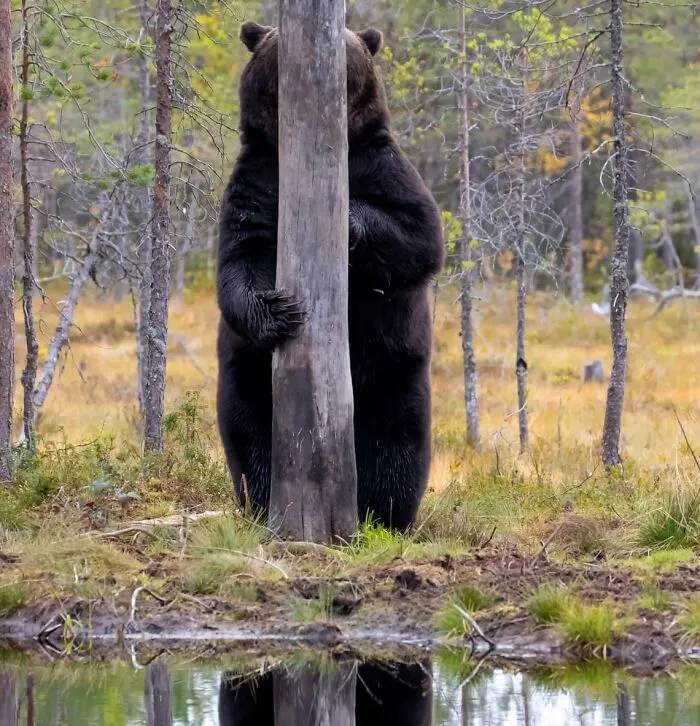 34 Personas que intentaron fotografiar a animales y terminaron con imágenes de pura comedia