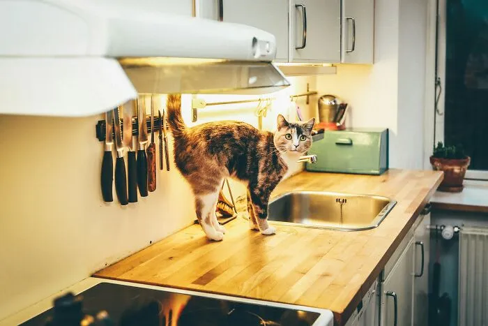 A cat on a kitchen counter, showcasing a pet and the domestic environment where rules exist.