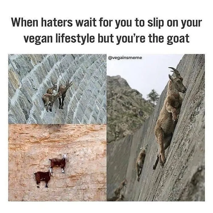 Don’t Choke On Your Salad While You Scroll These 47 Hilarious Vegan Memes
