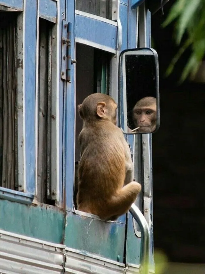 31 Remarkable Animal Encounters, As Shared By Pure Street Photography