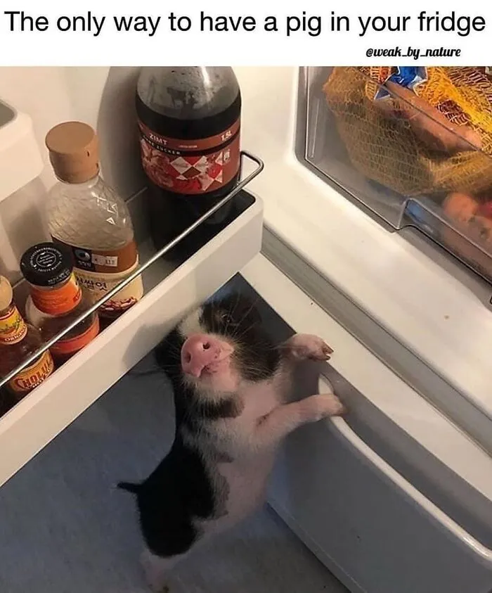 Don’t Choke On Your Salad While You Scroll These 47 Hilarious Vegan Memes