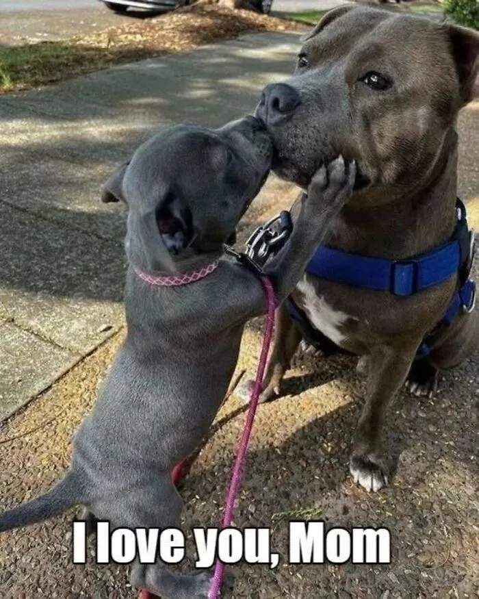 50 Memes From ‘Animal Comedy’ That Perfectly Capture The Funny Side Of Our Furry Friends
