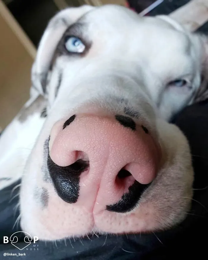 This Page Shared 60 Funny Animal Photos That Might Make You Want To Boop Every Nose
