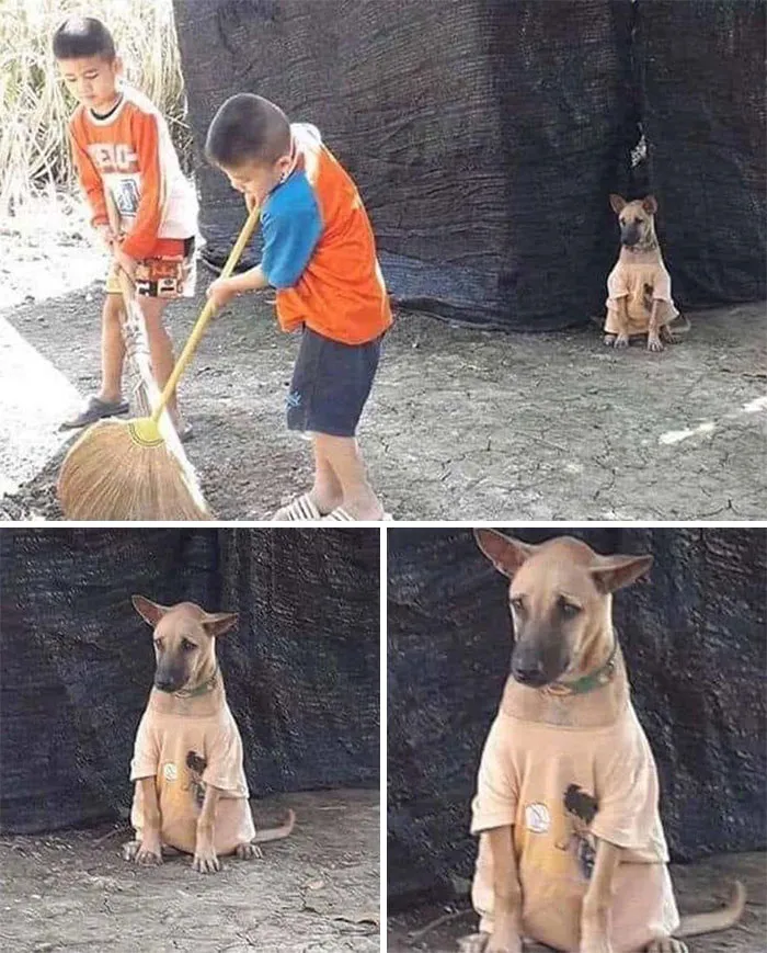 Adorable animal photos: A dog in a t-shirt watches two boys sweeping, then close-up shots of the dog.