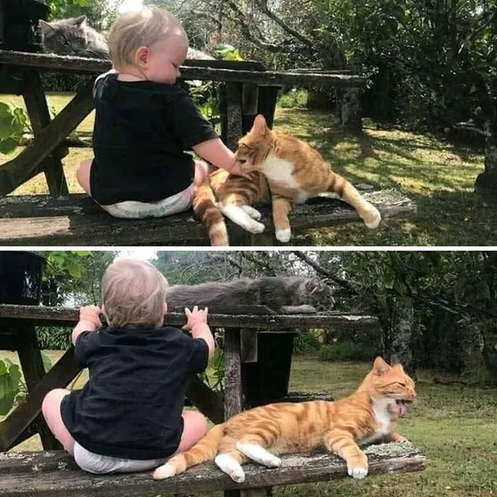 31 Funny Animal Encounters Shared By This Page That Would Sound Fake If Not Caught On Camera