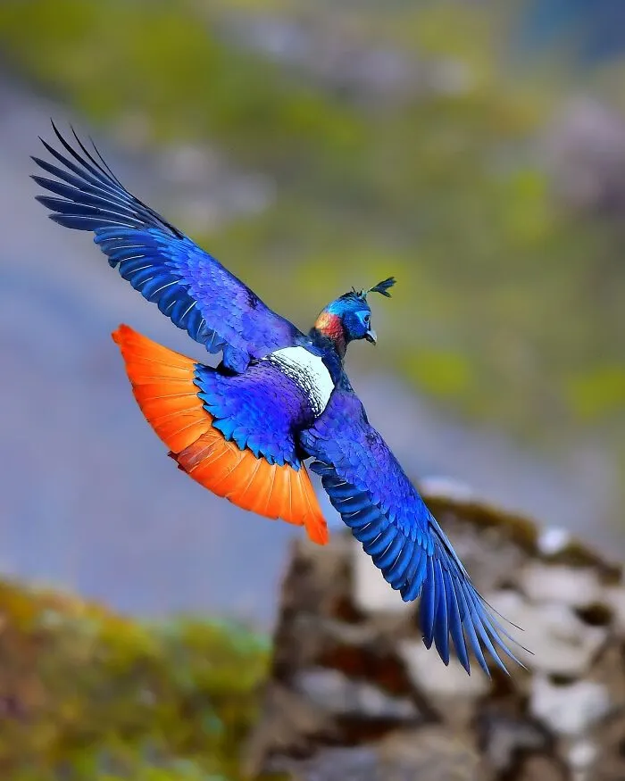 “Himalayan Monal”