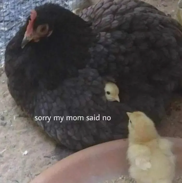 If Reality Is Too Much Right Now, Here Are 90 Relatable And Respectful Memes To Boost Your Morale (New Pics)