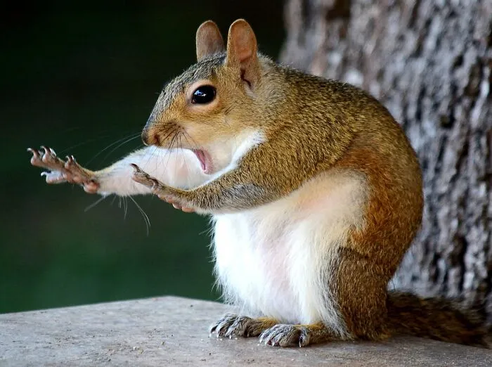 Una ardilla con la boca abierta y los brazos extendidos, capturando la comedia de los animales en una foto.