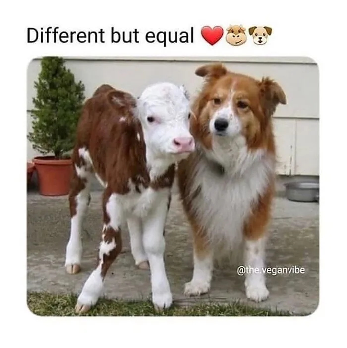 Don’t Choke On Your Salad While You Scroll These 47 Hilarious Vegan Memes