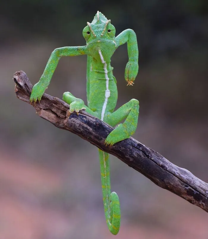 Un camaleón posa en una rama, demostrando una postura graciosa en esta imagen de comedia de animales.
