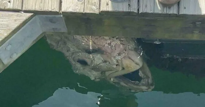 33 Times Nature Decided To Be Its Terrifying Self, And People Weren't Prepared For What They Saw