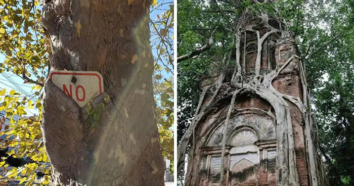 77 Times Trees Ate Something And Left Human Beings Amused
