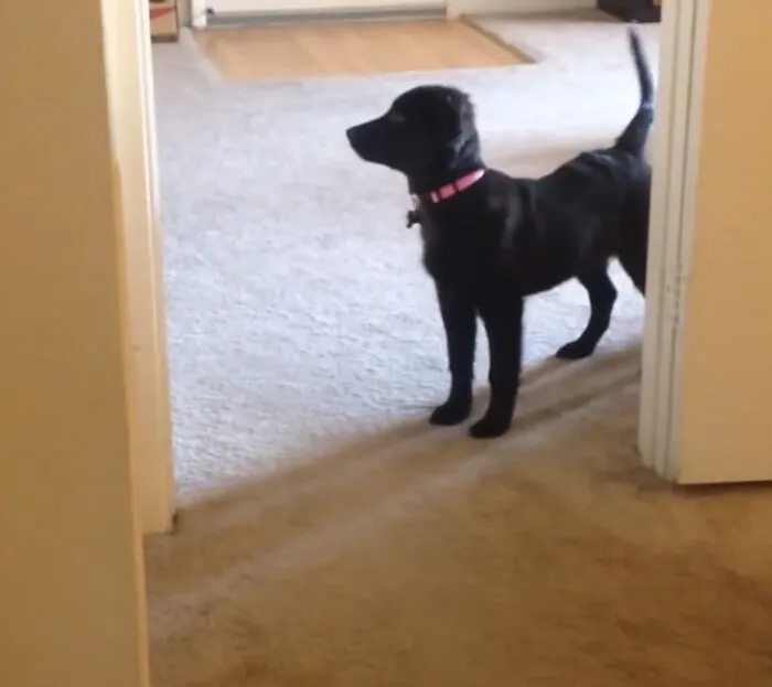 If You Think Every Ghost Video Is Fake, These 25 Clips Might Make You Think Twice