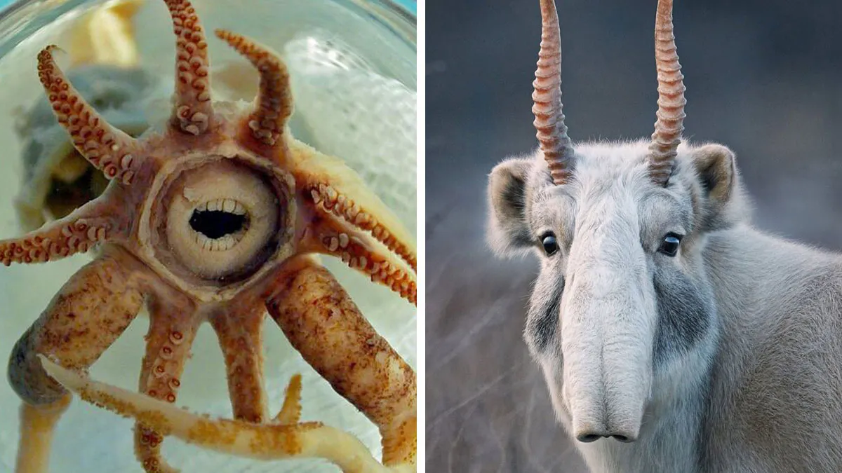 105 Weird And Wonderful Animals You Might Not Know About (New Pics)