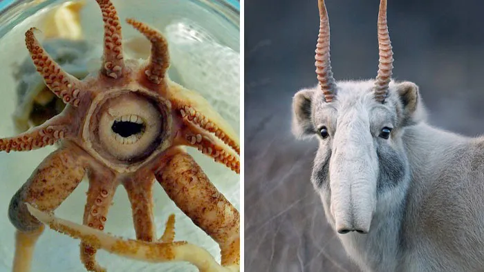 105 Weird And Wonderful Animals You Might Not Know About (New Pics)