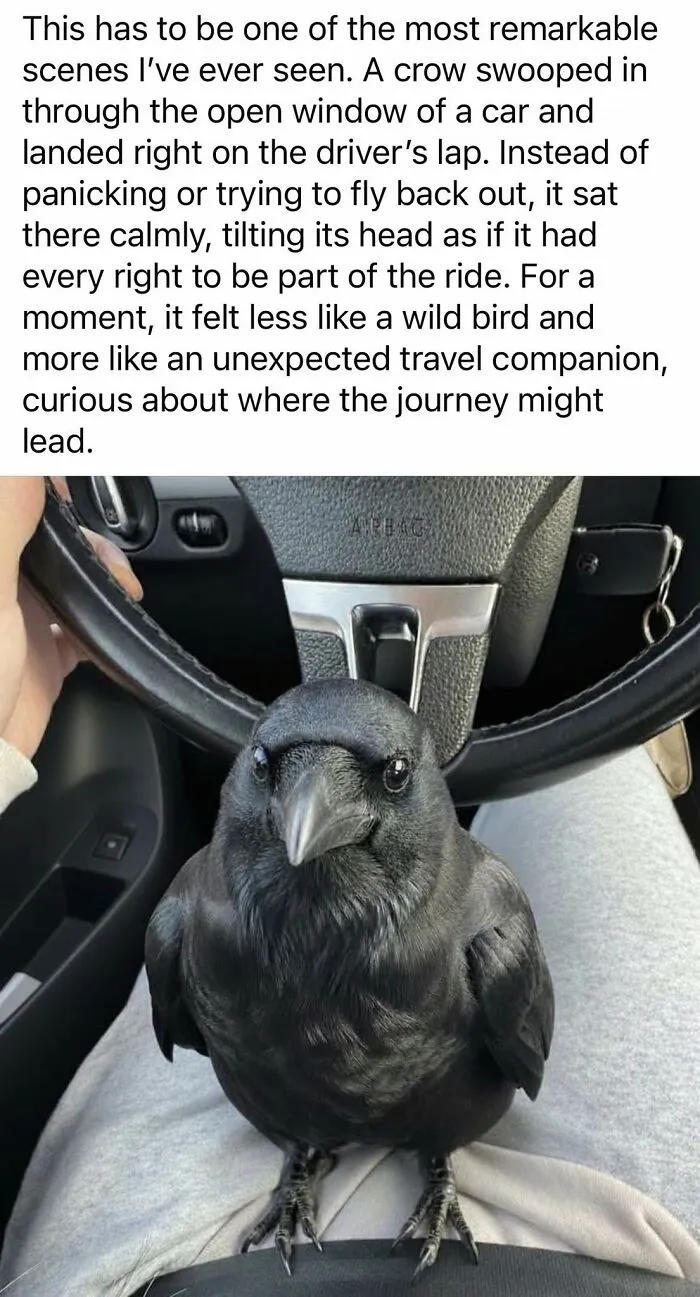 A crow calmly sitting on a person's lap in a car, an unexpected yet wholesome encounter.