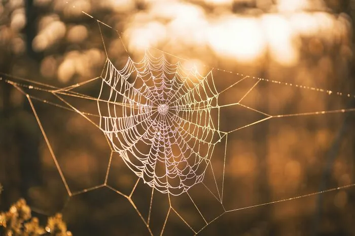 A detailed spiderweb glistening with dew drops against a warm, blurred background, symbolizing getting over an ick.