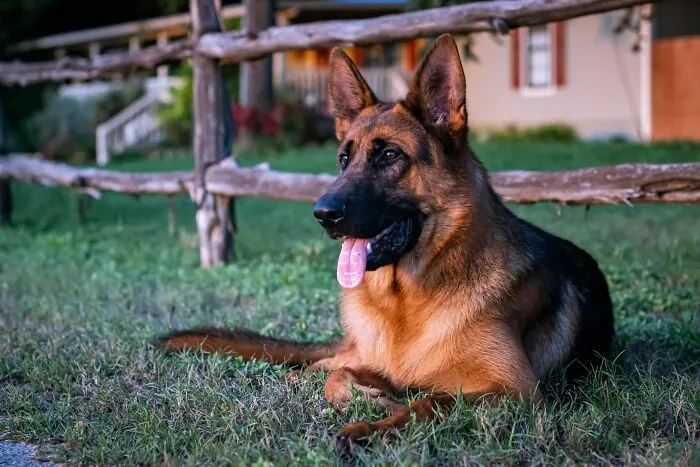 A German Shepherd dog lying on grass, representing a partner giving an ick they can't get over.
