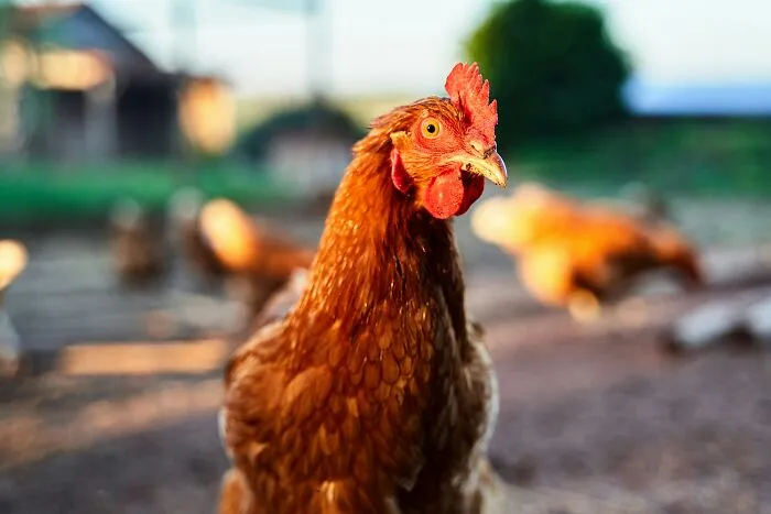 A brown hen in a farm setting, illustrating a moment that gave partners an ick.