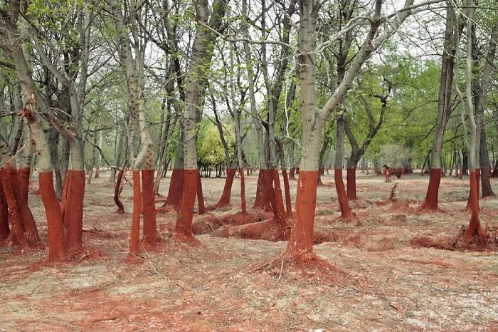 The Aftermath Of A 2010 Toxic Waste Spill In Western Hungary. The Red Hue Of Aluminum Byproducts Makes The Landscape Look Insane