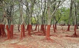 86 Photos That Look Like They're Fake But People Didn’t Edit A Single Thing