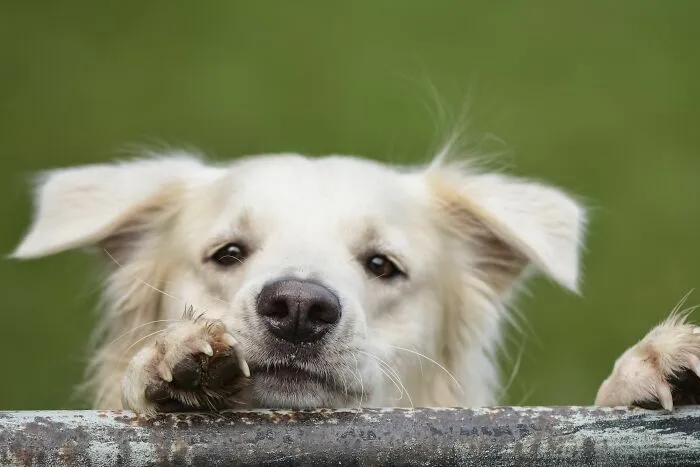 Dogs Feel Guilt The Way Humans Do